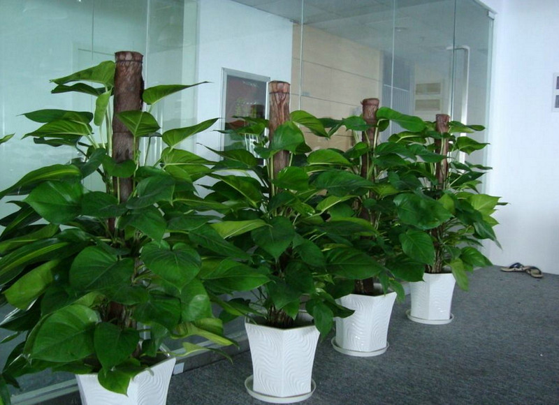 綠植租擺銷售 (5)